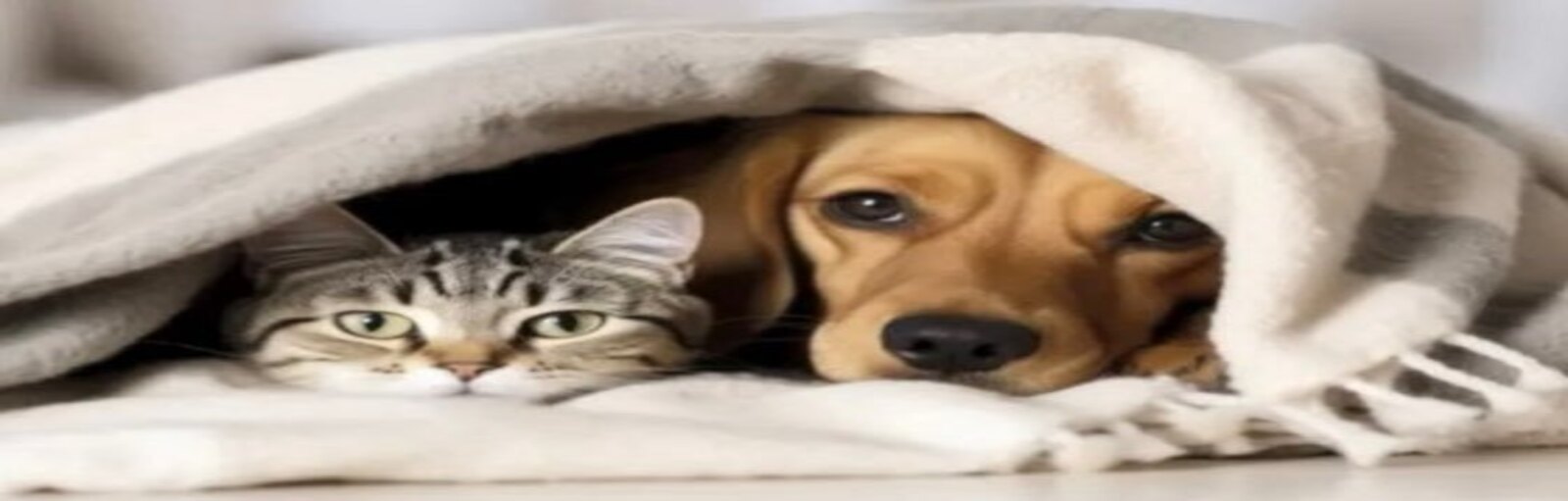 Assurance pour chiens et chats : Quels bénéfices et quelles formules choisir ?